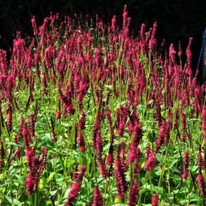 Persicaria amplexicaulis dark red-flowered ---